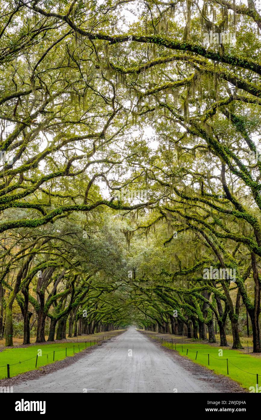 Scenic Oaks covered with spanish moss road valley in Stock