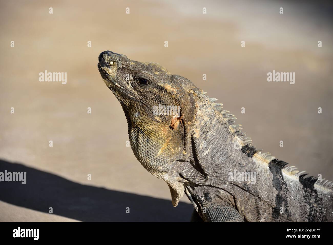 Black spiny-tailed iguana. Spiny-tailed Iguanas are native to hot and dry areas of Mexico and Central America Stock Photo
