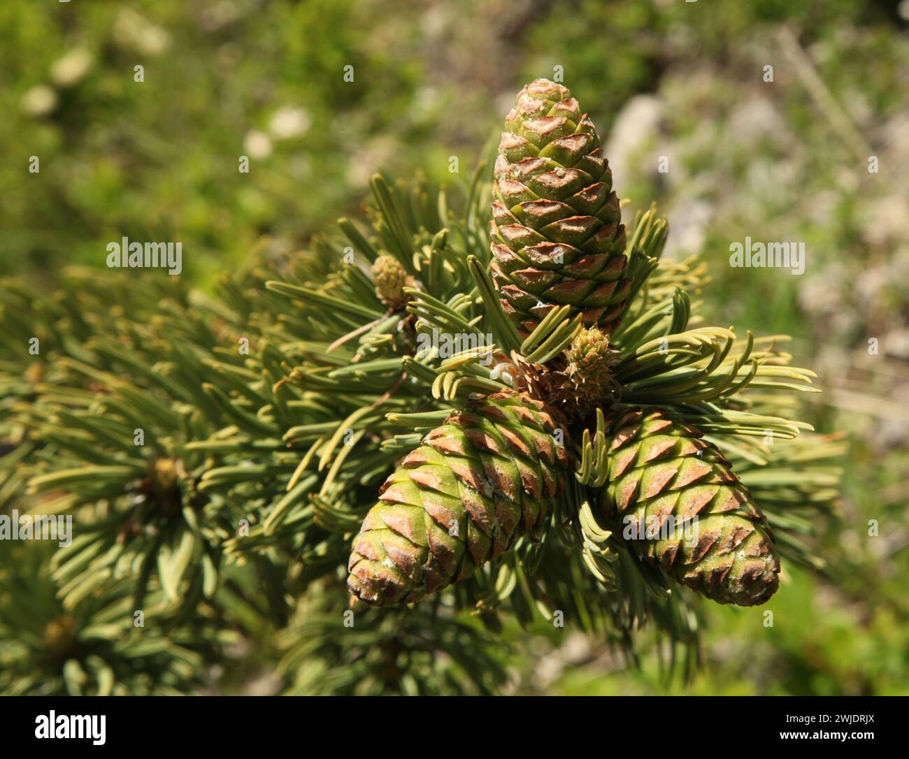 Closeup of three green Limber Pine (Pinus flexilis) cones in Beartooth Mountains, Montana Stock Photo
