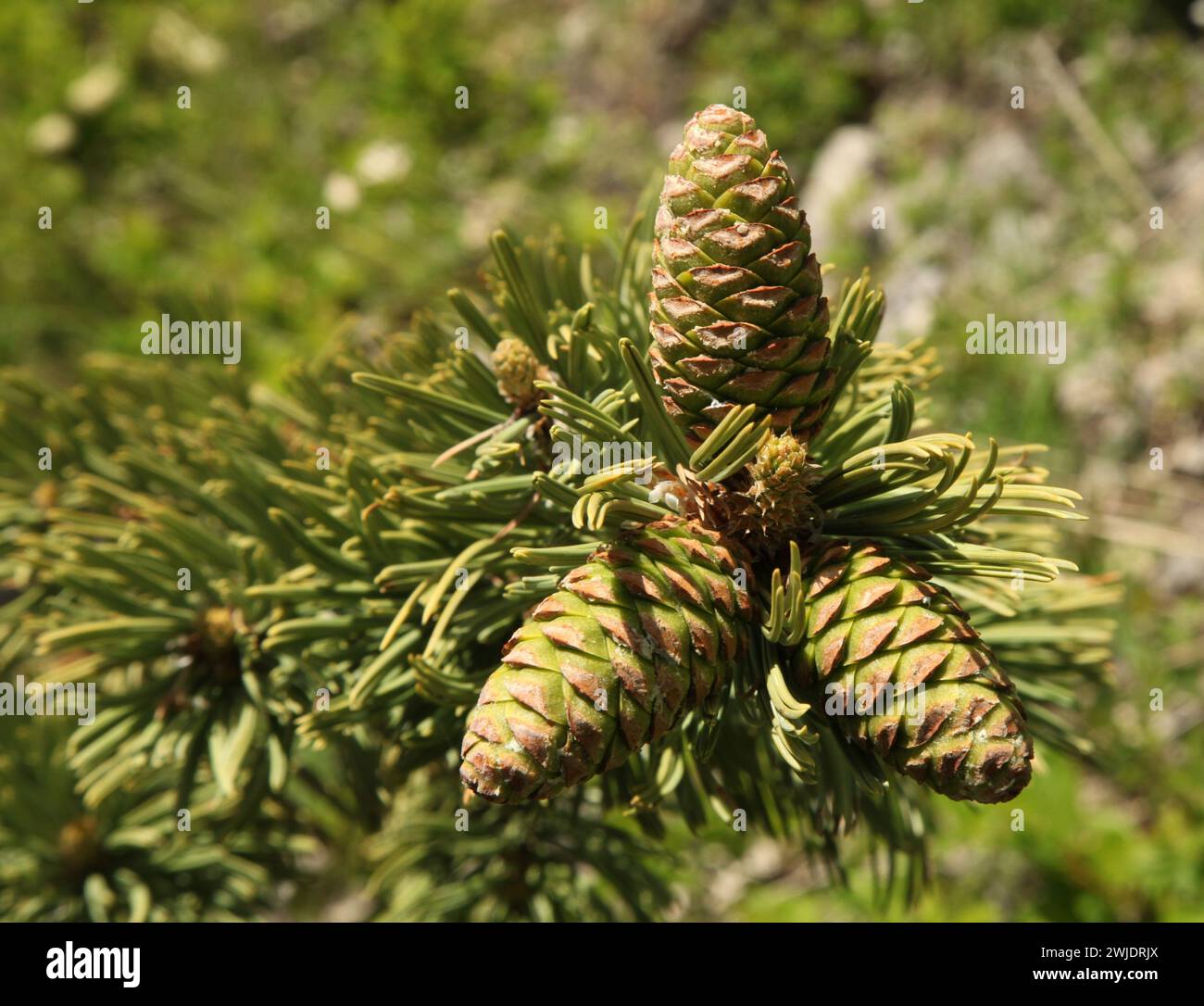 Closeup of three green Limber Pine (Pinus flexilis) cones in Beartooth ...