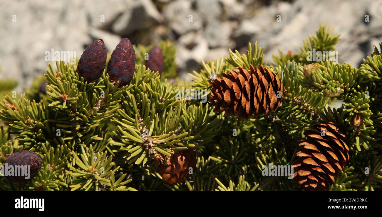 Open and closed Engelmann Spruce (Picea engelmannii) cones on a branch in Beartooth Mountains, Montana Stock Photo