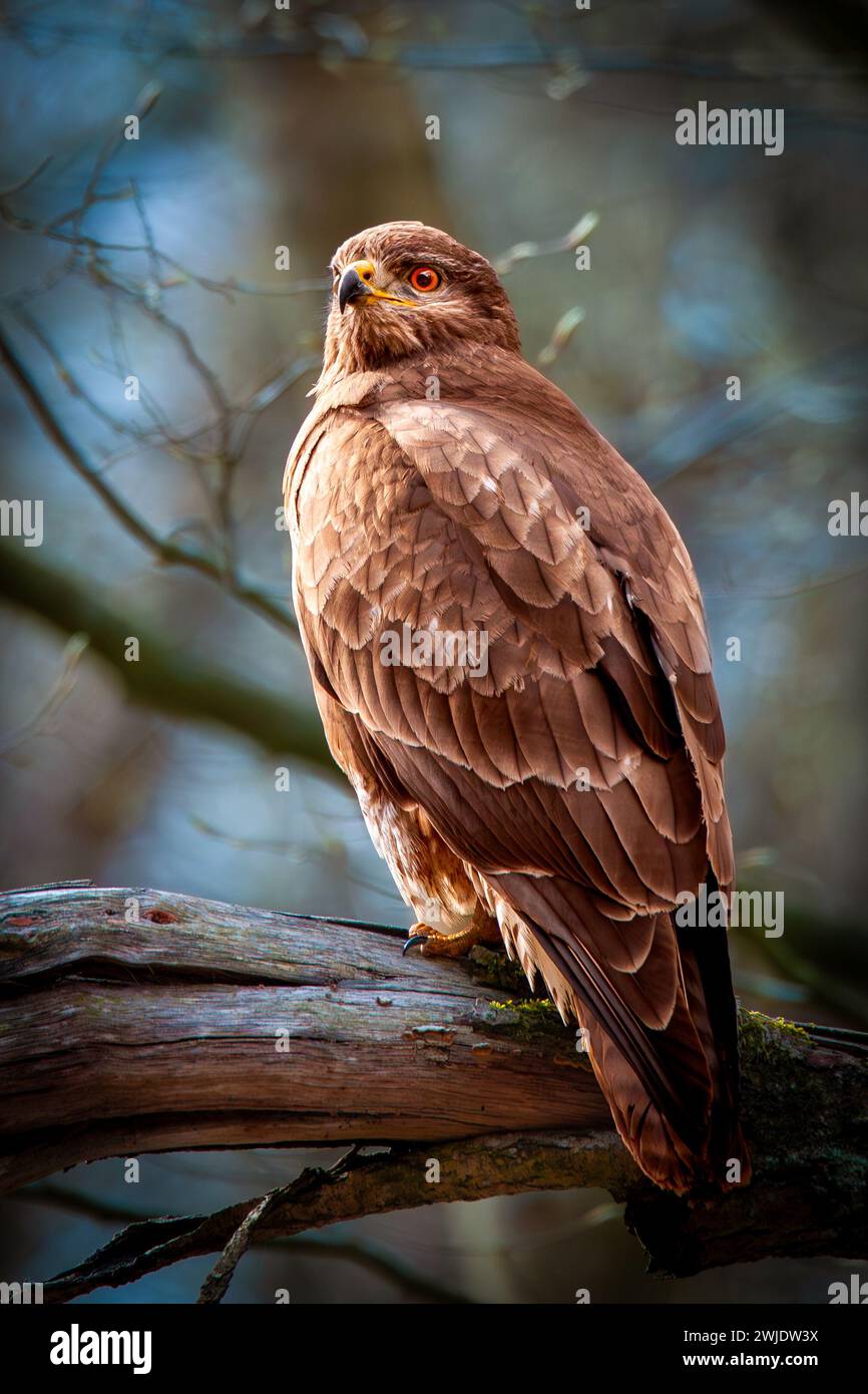 Common buzzard (Buteo buteo) sitting on a branch Stock Photo