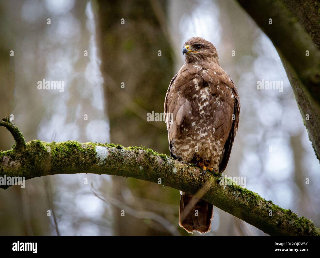 Common buzzard (Buteo buteo) sitting on a branch Stock Photo
