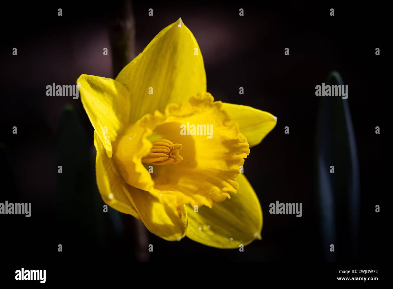 Yellow daffodil on dark background. Shallow depth of field. Stock Photo