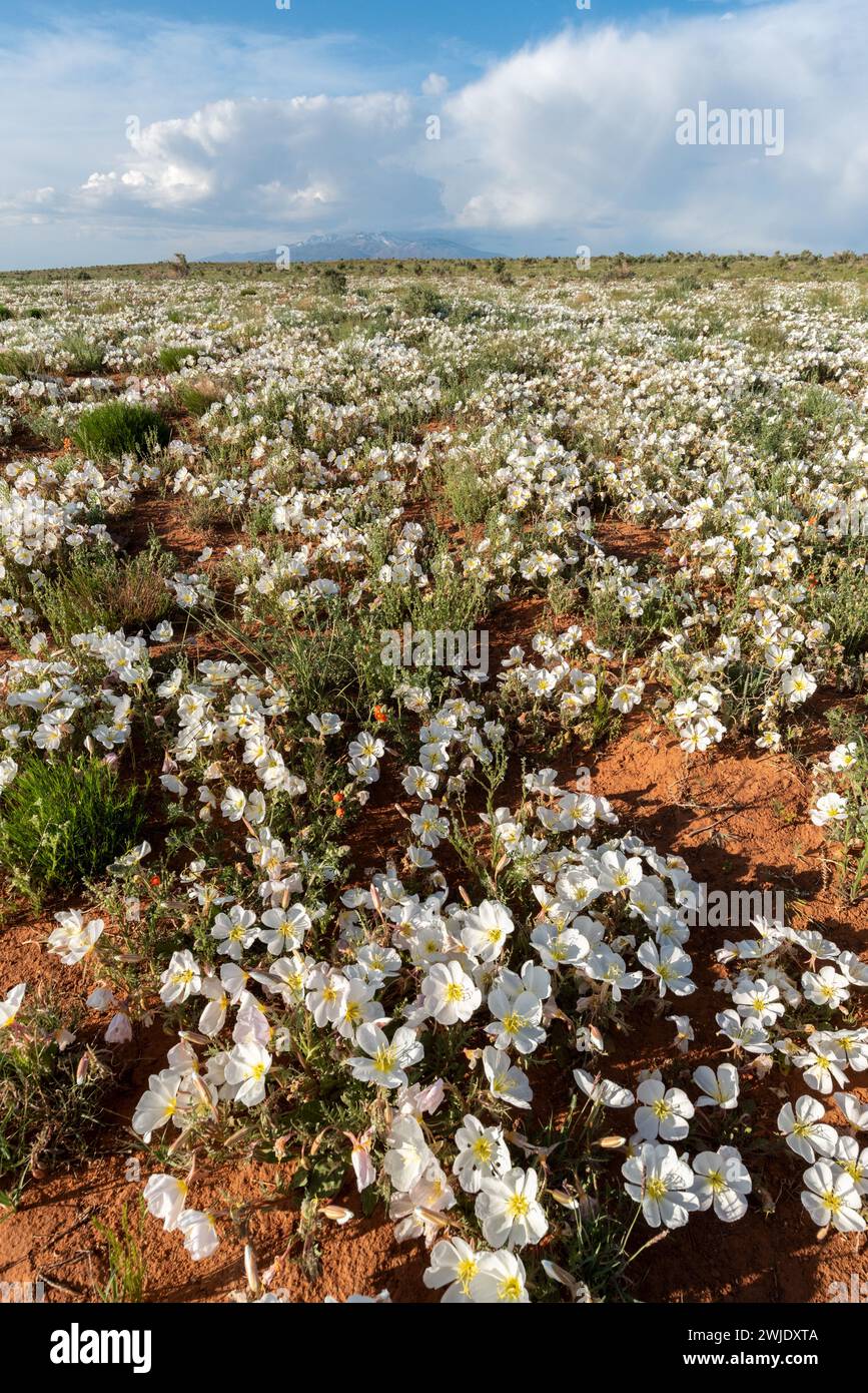 Primrose in bloom after a wet spring in the desert of Southern Utah. Stock Photo