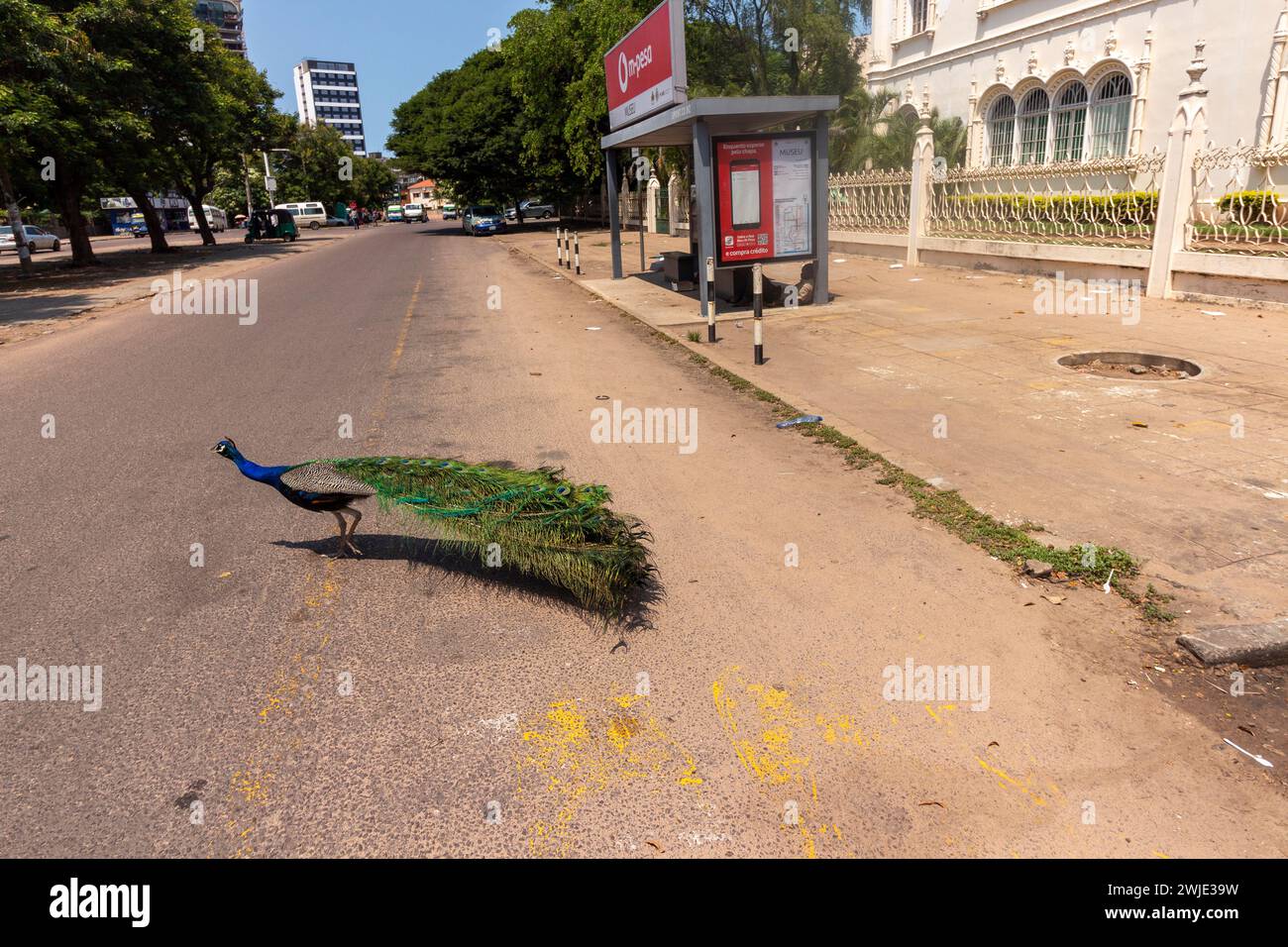 A peacock makes a street crossing in Maputo City, showcasing its dazzling feathers against the urban backdrop Stock Photo