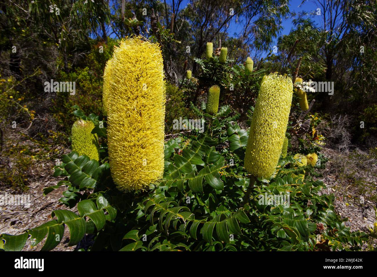 Bull Banksia (Banksia grandis) with yellow flower spikes and saw-toothed leaves, in natural habitat, Western Australia Stock Photo