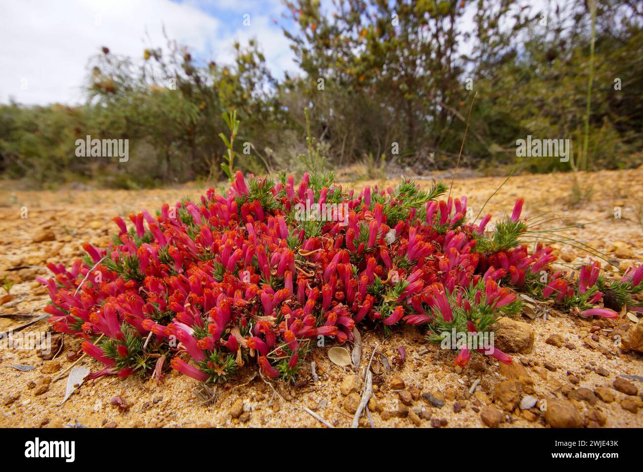 Heath lechenaultia (Lechenaultia tubiflora) with red flowers, Western Australia Stock Photo