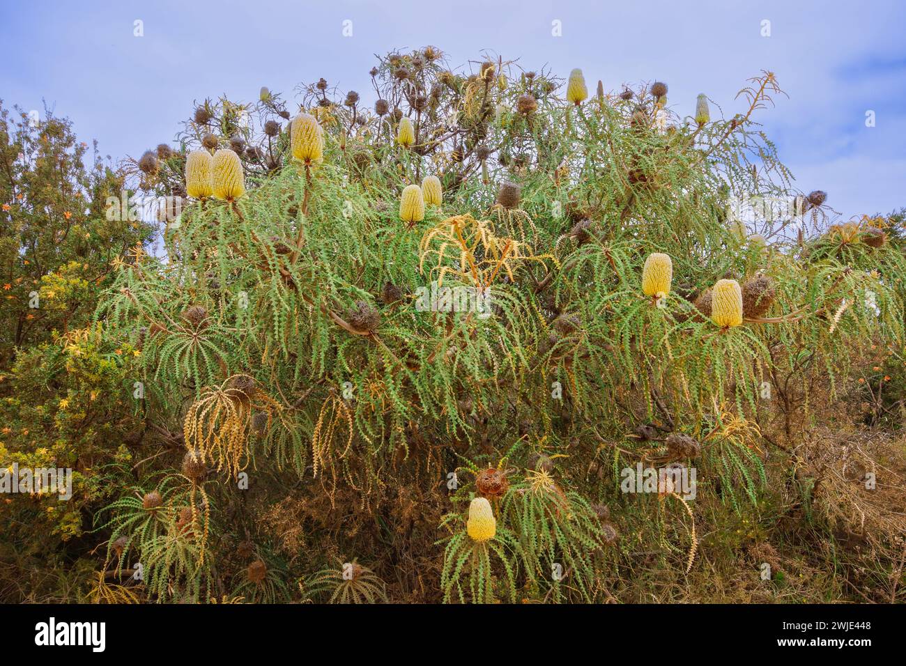 Showy banksia shrub (Banksia speciosa) with several flowers in natural habitat, Western Australia Stock Photo