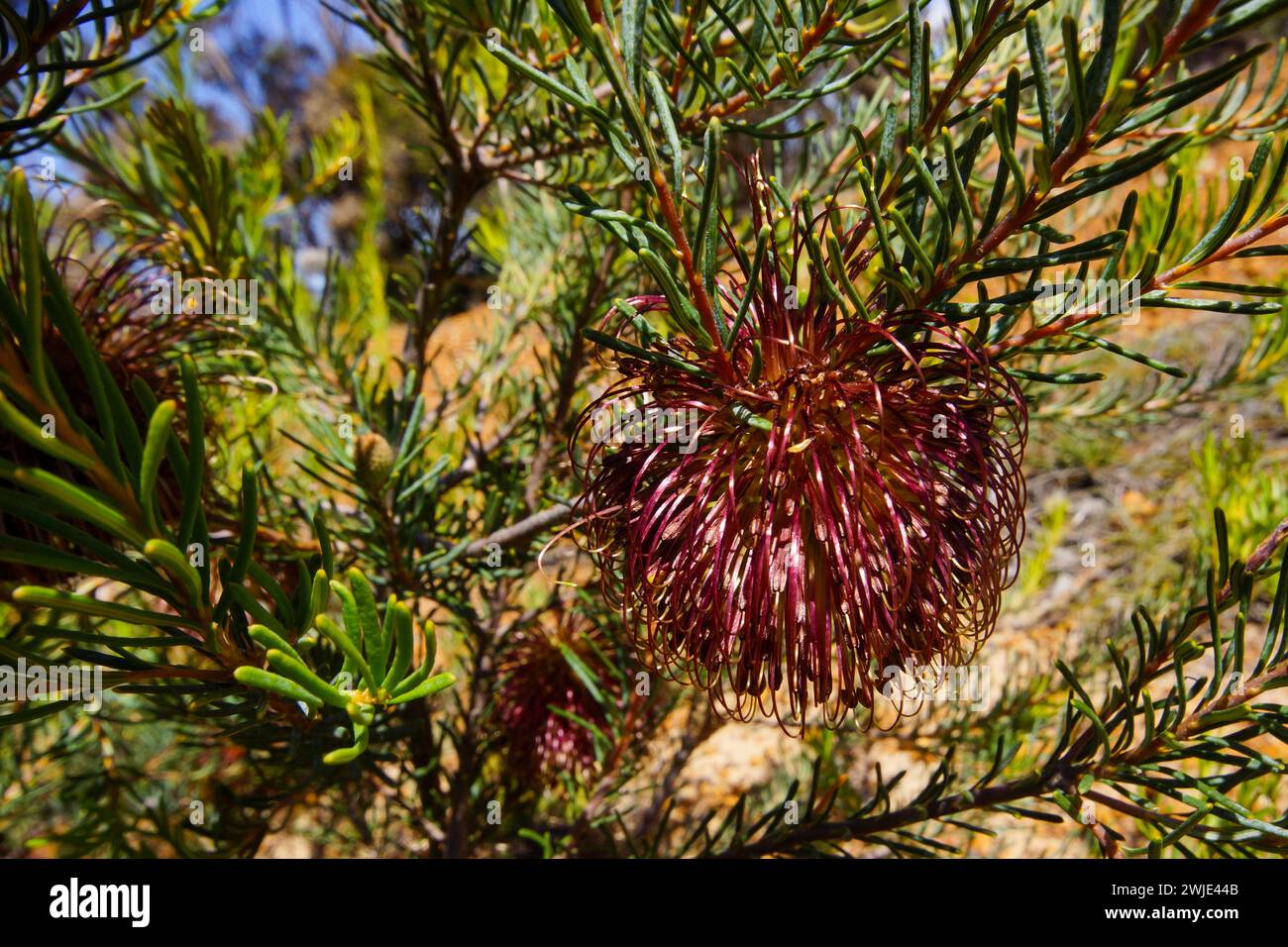 Violet banksia flower (Banksia violacea) in natural habitat, Western Australia Stock Photo