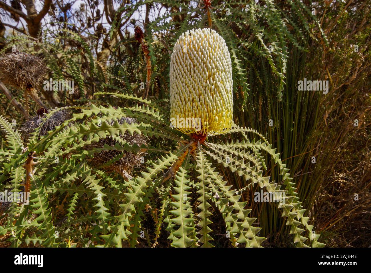 Flower spike of the showy banksia (Banksia speciosa) with saw-toothed leaves in natural habitat, Western Australia Stock Photo