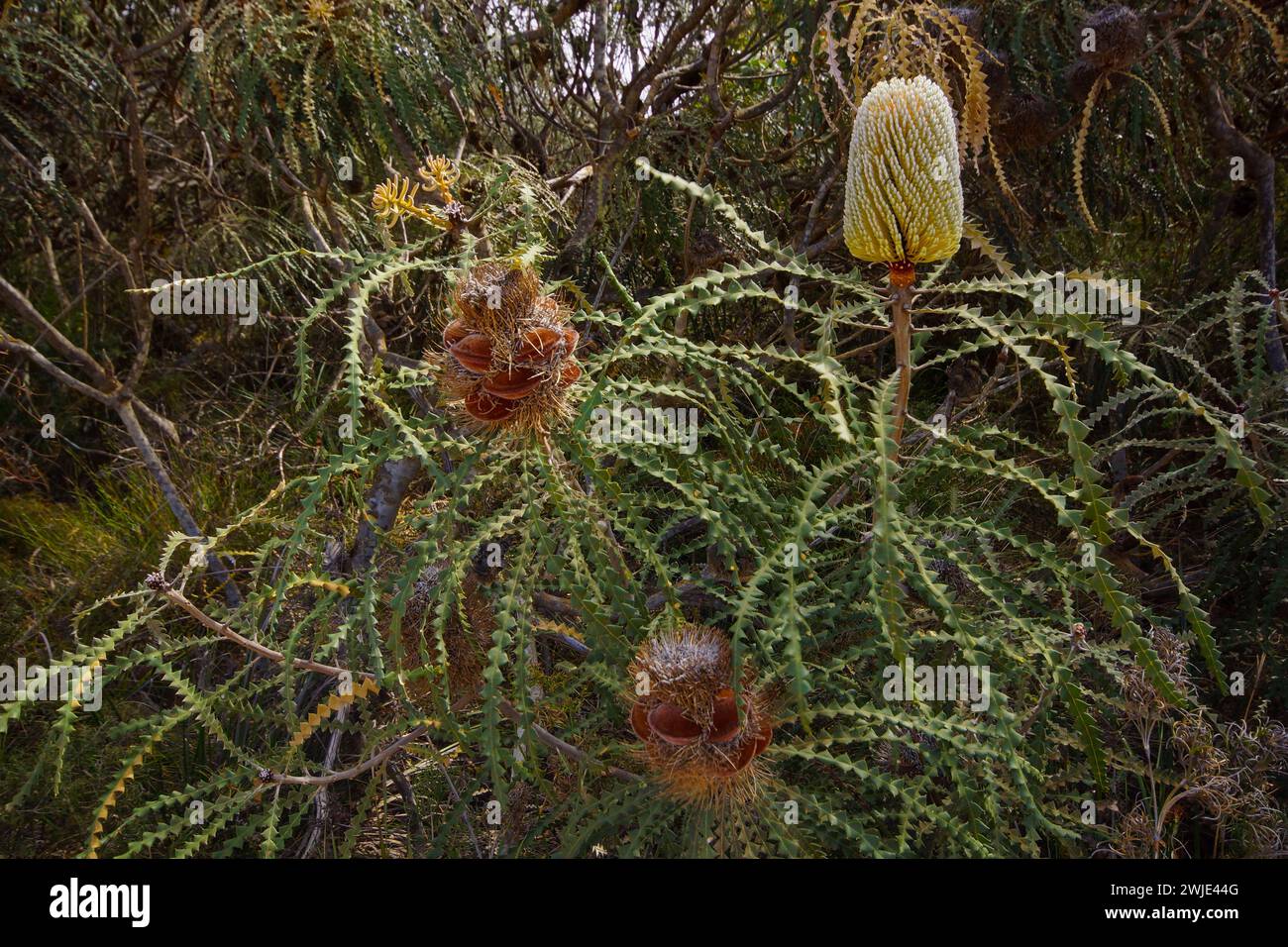 Showy banksia plant with flower spikes (Banksia speciosa) in natural habitat, Western Australia Stock Photo