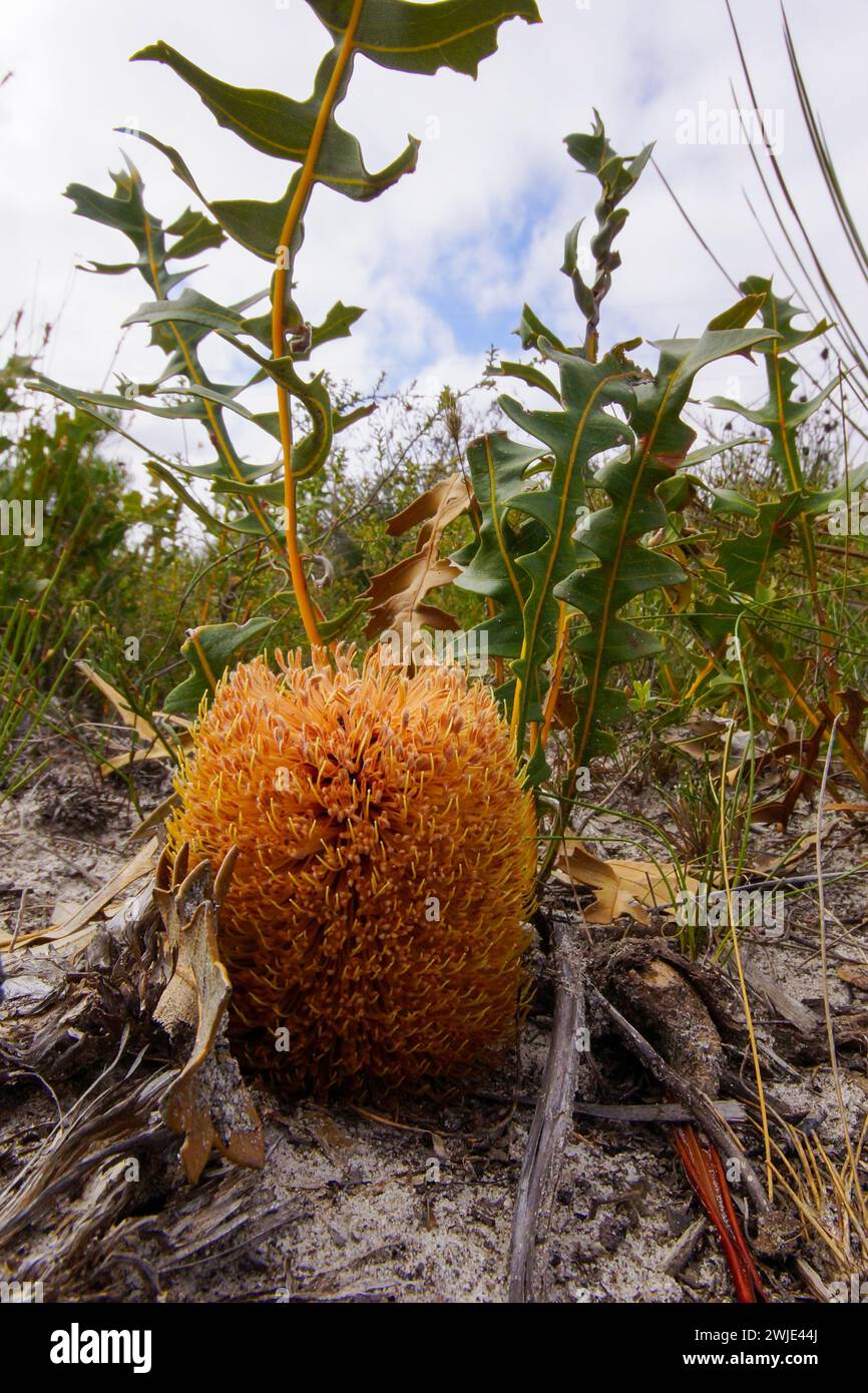 Flower spike of the creeping banksia (Banksia repens) in natural habitat, Western Australia Stock Photo
