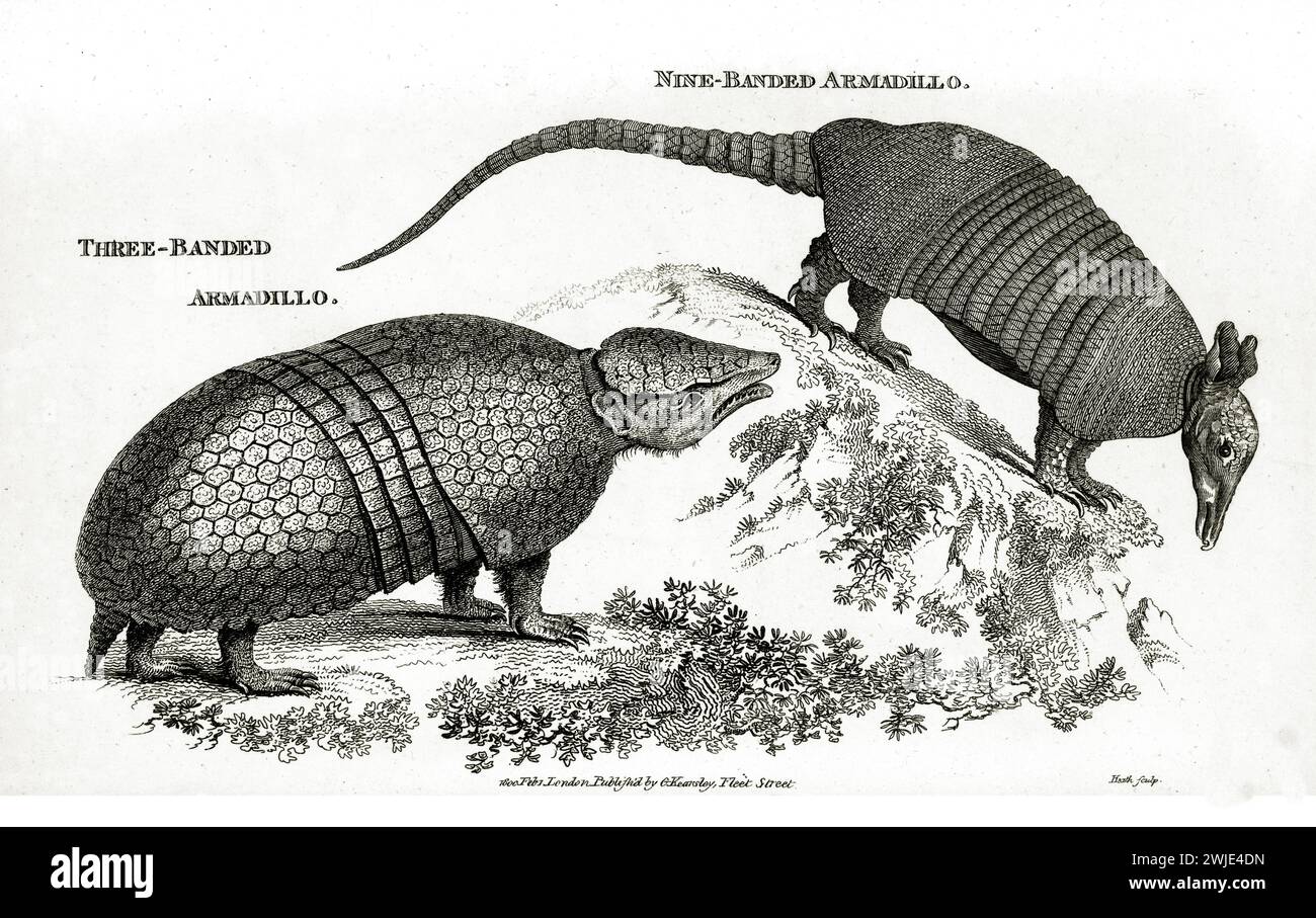 Nine banded armadillo illustration hi-res stock photography and images ...