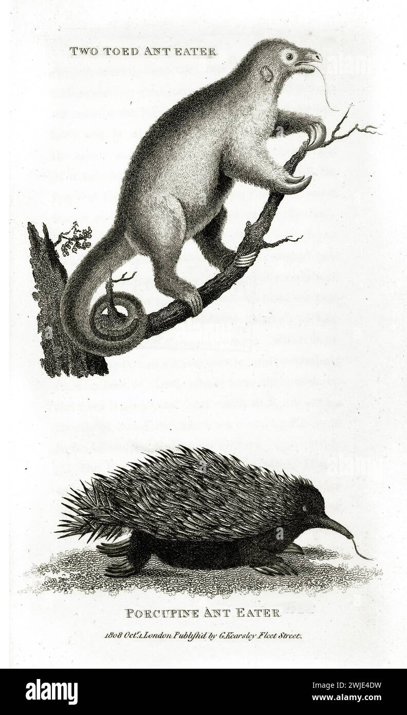 Old twin engraved illustration of Two Toed Anteater and Porcupine Anteater (Silky Anteater and Echidna). Created by George Shaw, published in Zoologic Stock Photo