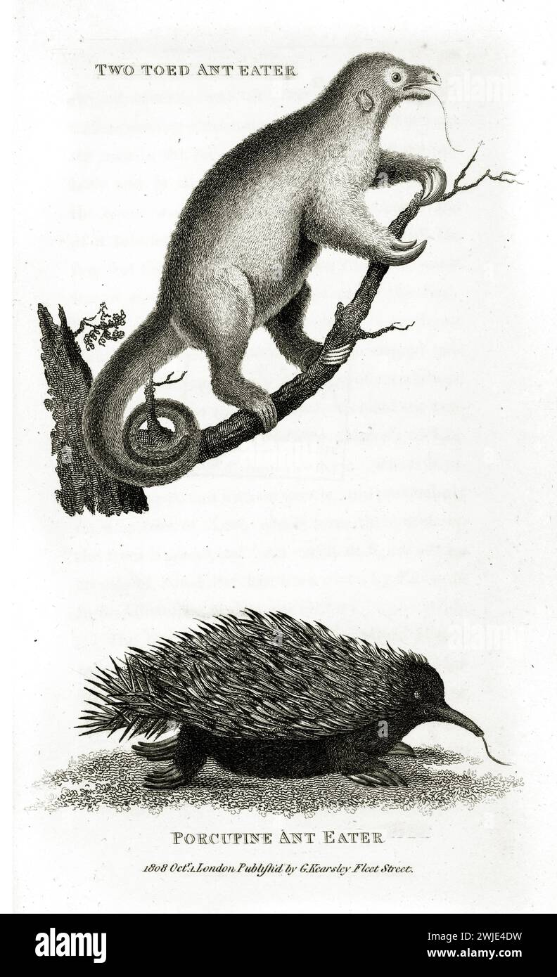 Twin 1809 engraving of Silky Anteater (Cyclopes didactylus) and Echidna (Tachyglossus aculeatus), with extended tongues, shown on white with botanical Stock Photo