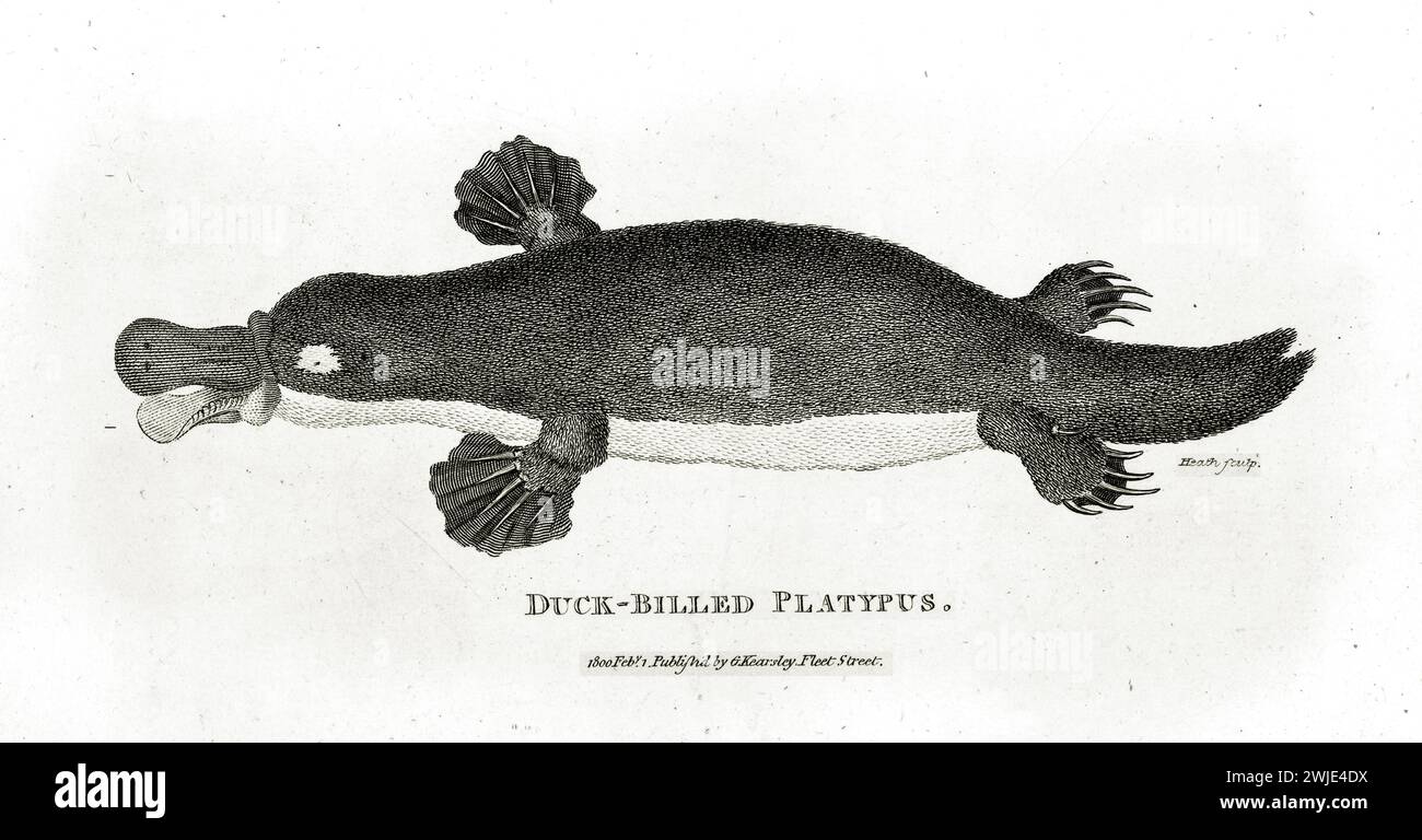 Fine 1809 engraving of Duck-billed Platypus (Ornithorhynchus anatinus), shown from above with webbed feet and bill, detailed crosshatching on white Stock Photo