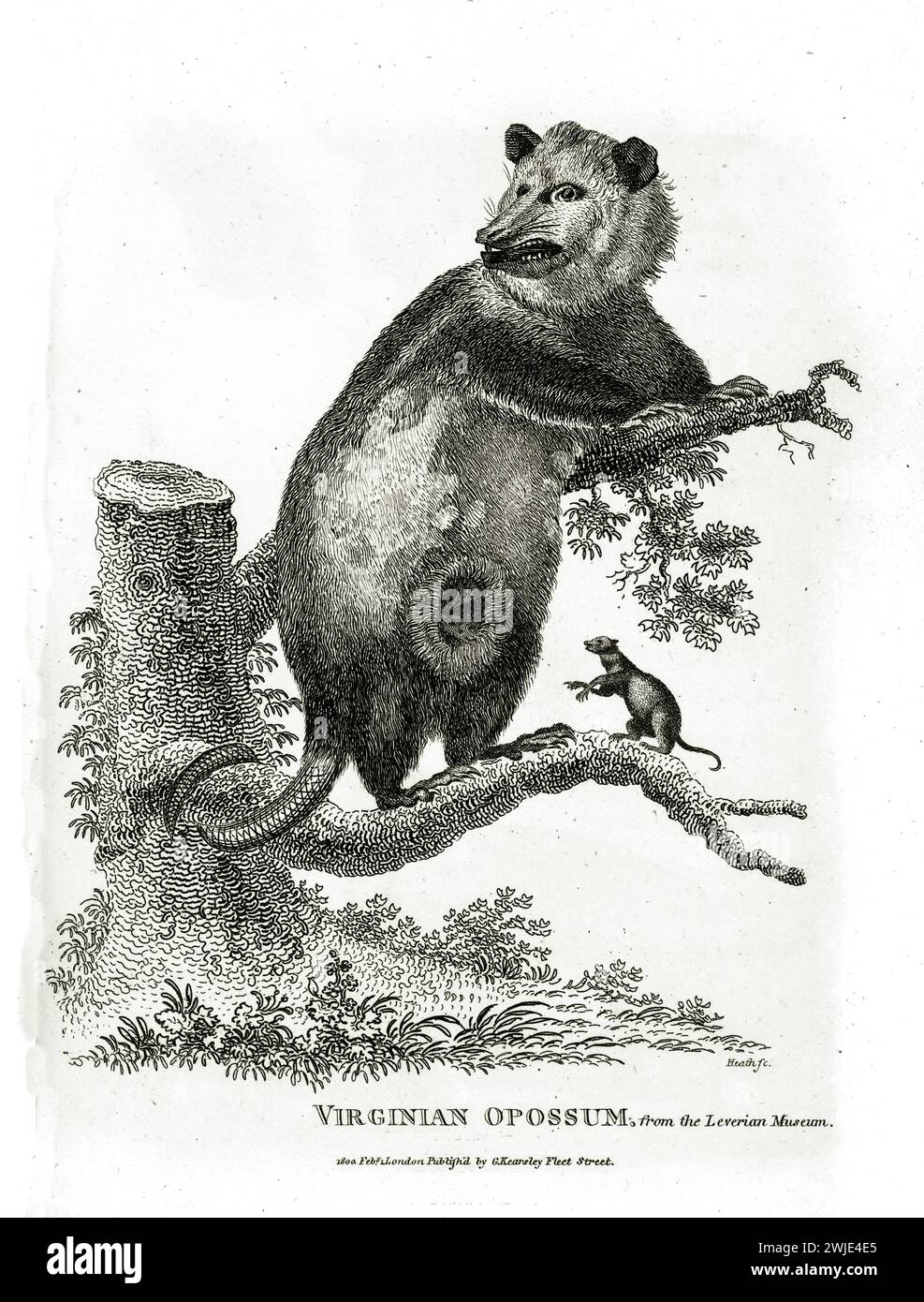 Fine 1809 engraving of Virginian Opossum (Didelphis virginiana) and cub, on low shrub, in profile with head turned, rendered in rich detail on white Stock Photo