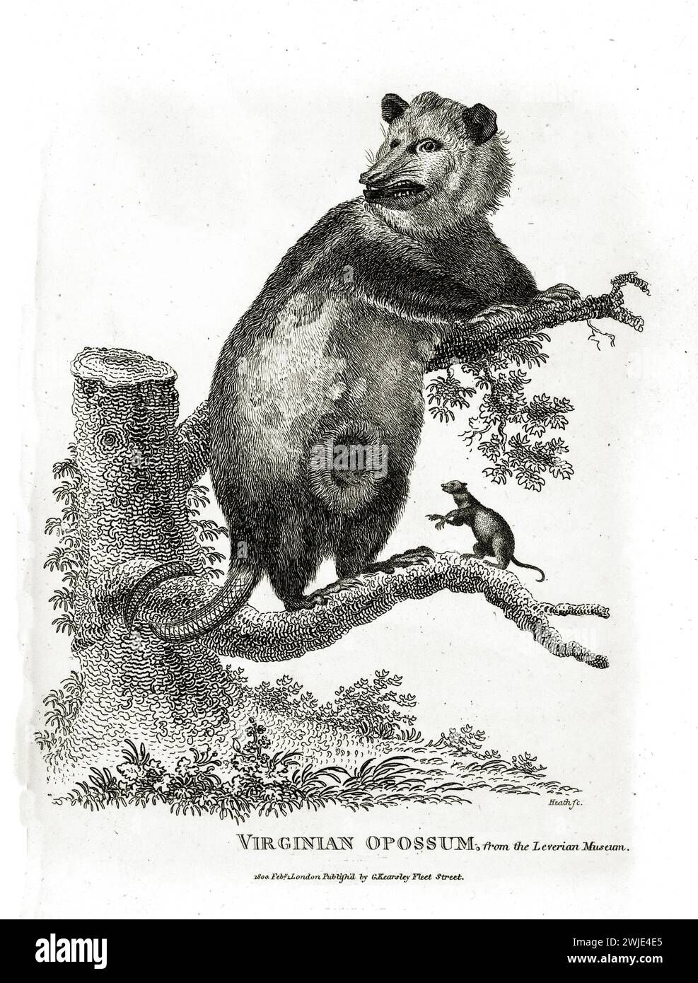 Old engraved illustration of Virginian Opossum and his cub. Created by George Shaw, published in Zoological Lectures, London, 1809. Stock Photo