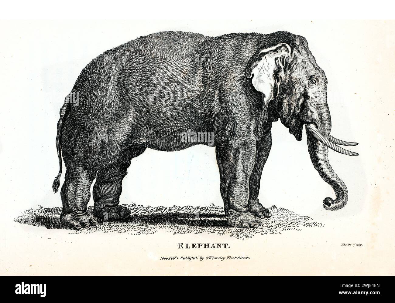 Old engraved illustration of Elephant. Created by George Shaw, published in Zoological Lectures, London, 1809. Stock Photo