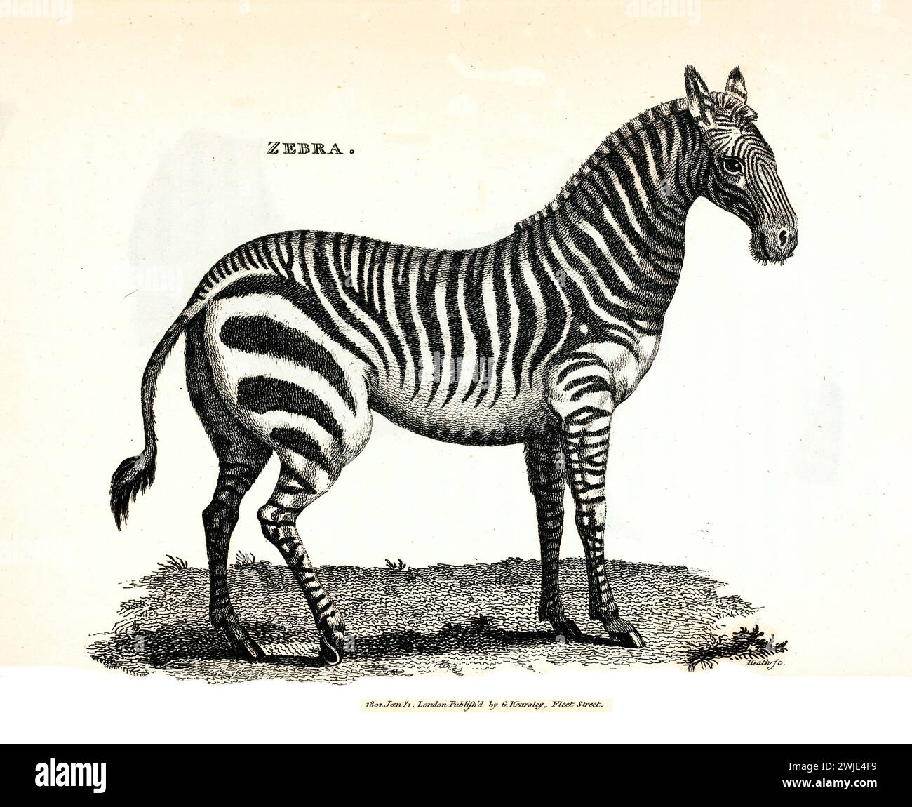 Old engraved illustration of Zebra. Created by George Shaw, published in Zoological Lectures, London, 1809. Stock Photo