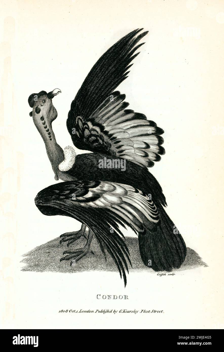 Old engraved illustration of Condor. Created by George Shaw, published in Zoological Lectures, London, 1809. Stock Photo