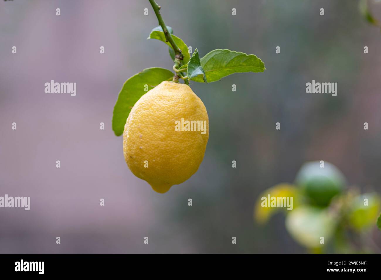 lemon on the tree, Llucmajor, Mallorca, Balearic Islands, Spain Stock Photo