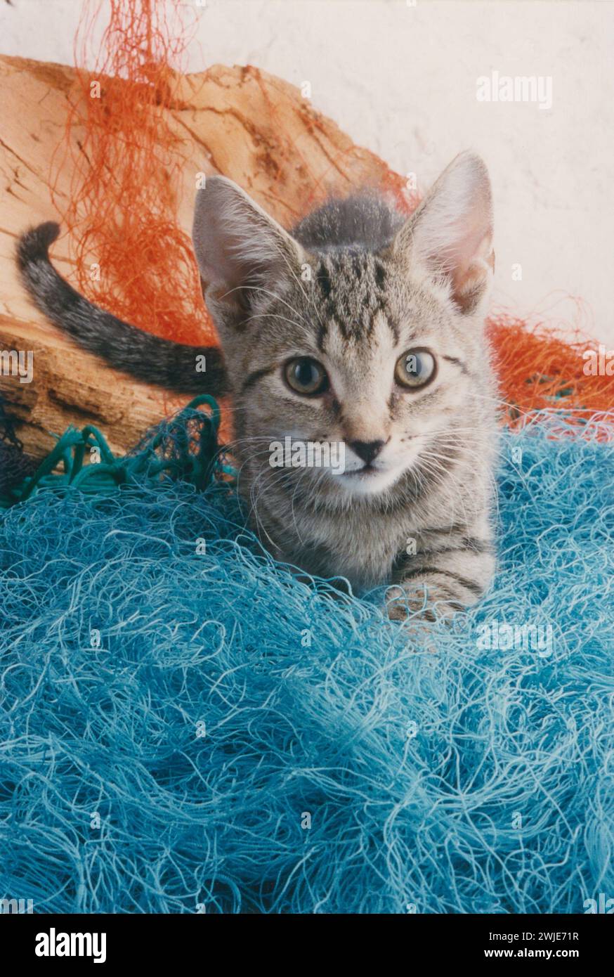 Tabby Kitten Fishing Nets Stock Photo