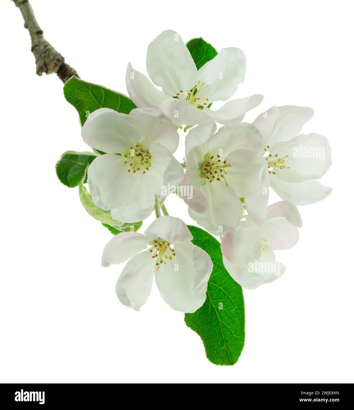 Branch Blossom Apple Beautiful Nature Blooming Apple Tree Apple Tree Branch Blossom Apple Beautiful Nature Blooming Apple Tree Apple Tree Blossoms Close Up Plant Pollen Bloom Season Allergy Isolated 2WJE84N