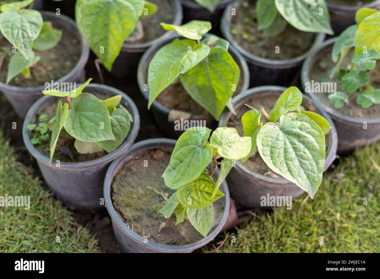Leaf crawler store