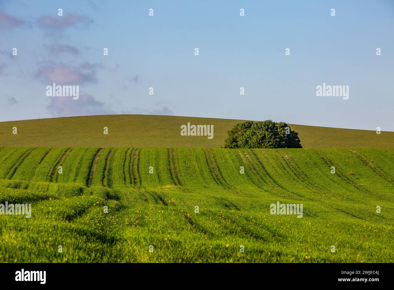 A view in rural Sussex with young crops growing beneath a blue sky Stock Photo