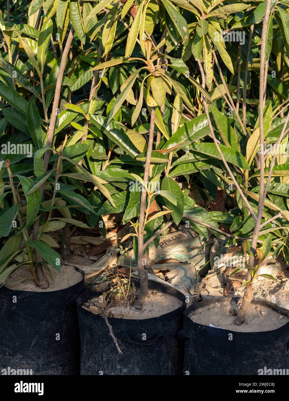 Loquat fruit small plants in grow bags Stock Photo