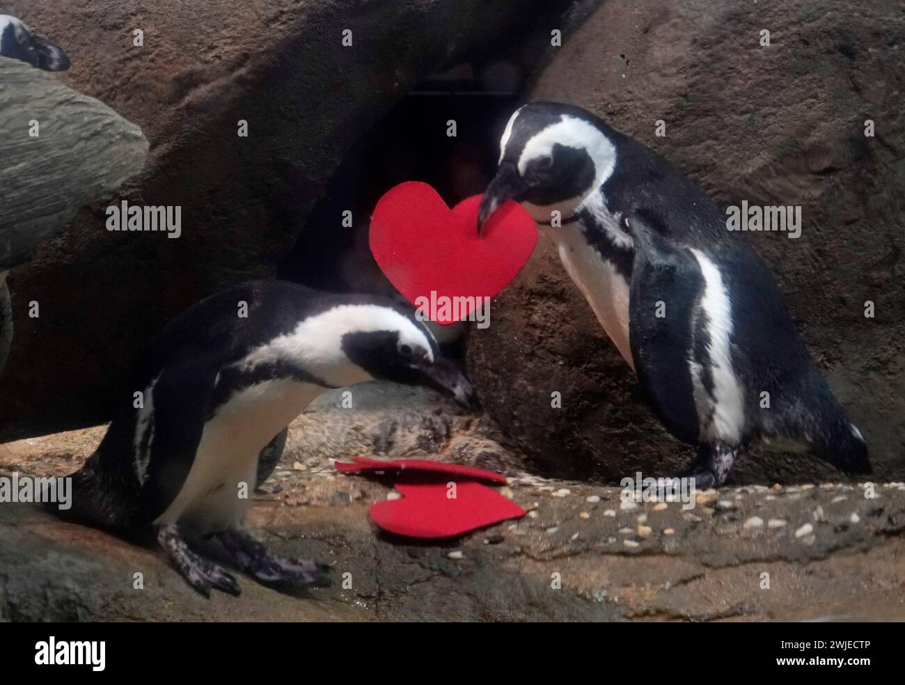 (240215) SAN FRANCISCO, Feb. 15, 2024 (Xinhua) An African penguin