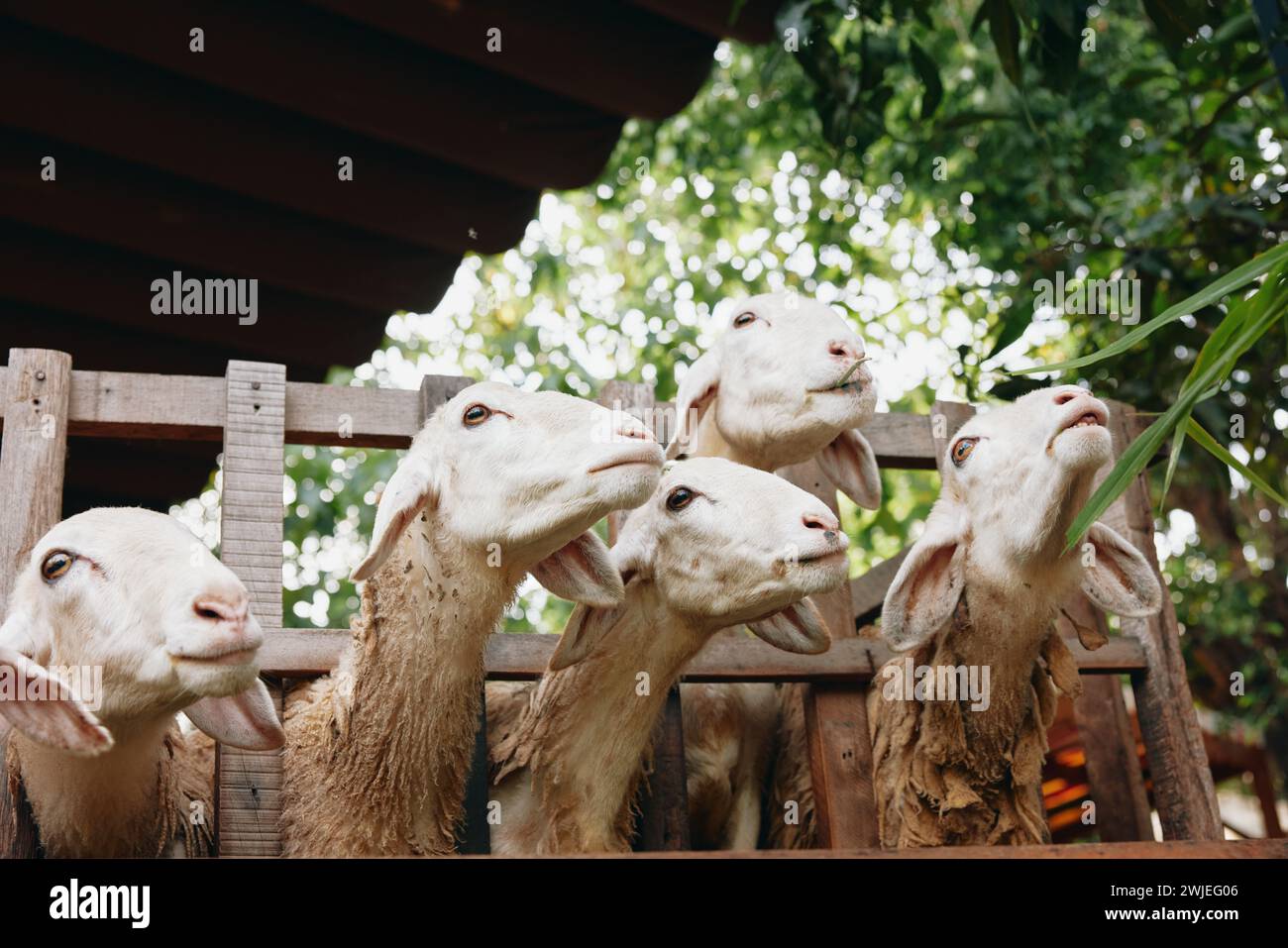 A group of goats looking up at the sky from a wooden fence with a tree in the background Stock Photo