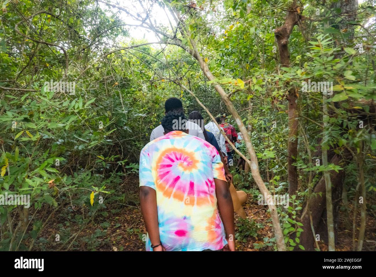 A group of hikers in the forest at Arabuko Sokoke Forest in Malindi, Kenya Stock Photo