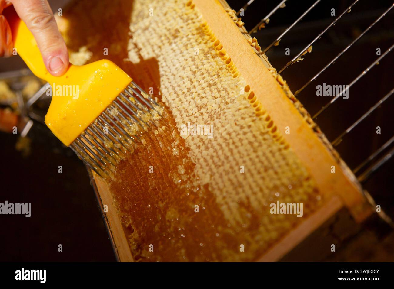 Beekeeping in Monetier-les-Bains, in the French-Alps: beekeeper uncapping a honey frame with a fork Stock Photo