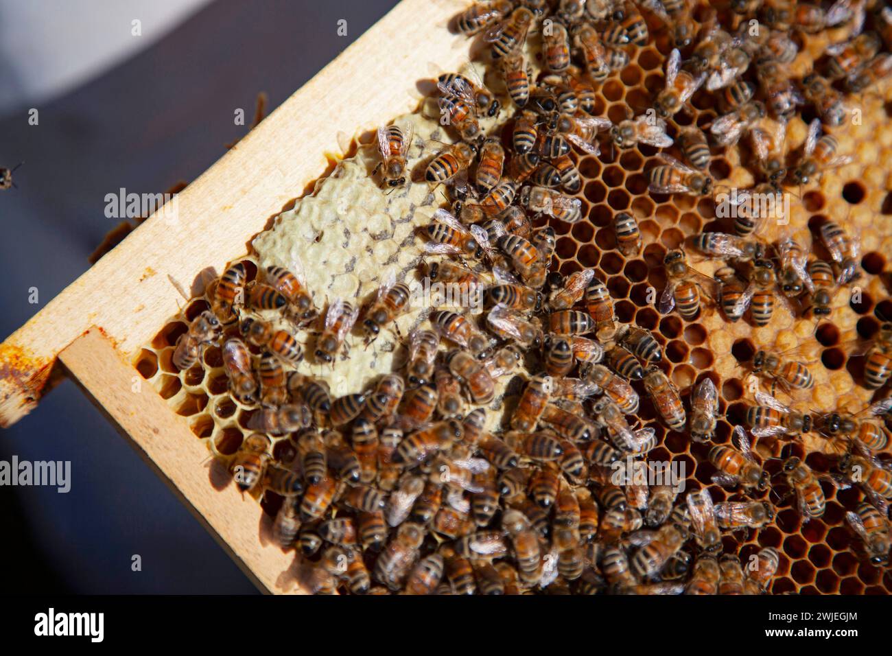 Beekeeping in Monetier-les-Bains, in the French-Alps: close-up of a hive frame with bees Stock Photo