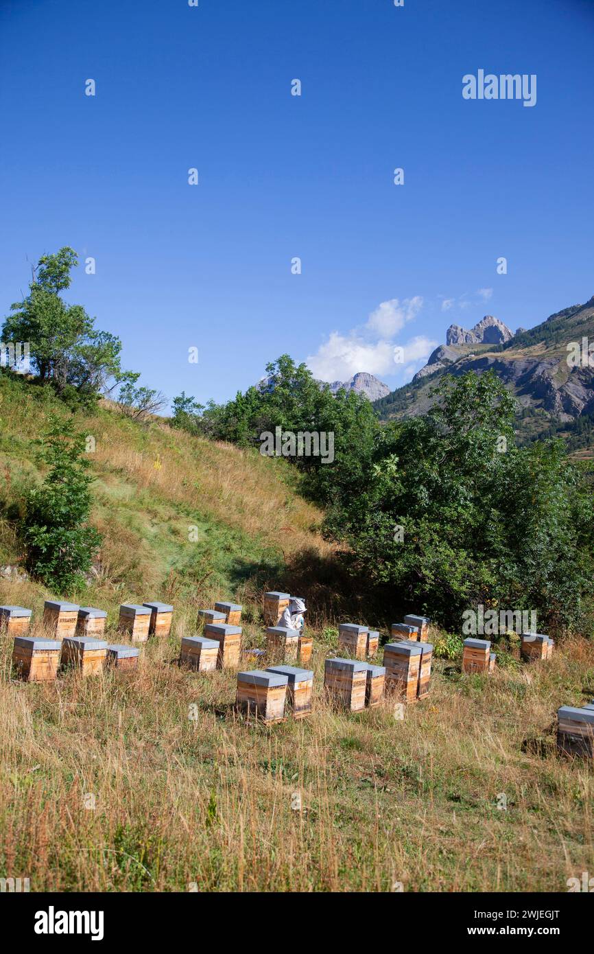 Beekeeping in Monetier-les-Bains, in the French-Alps: a beekeeper removes a hive frame to check the honey production Stock Photo