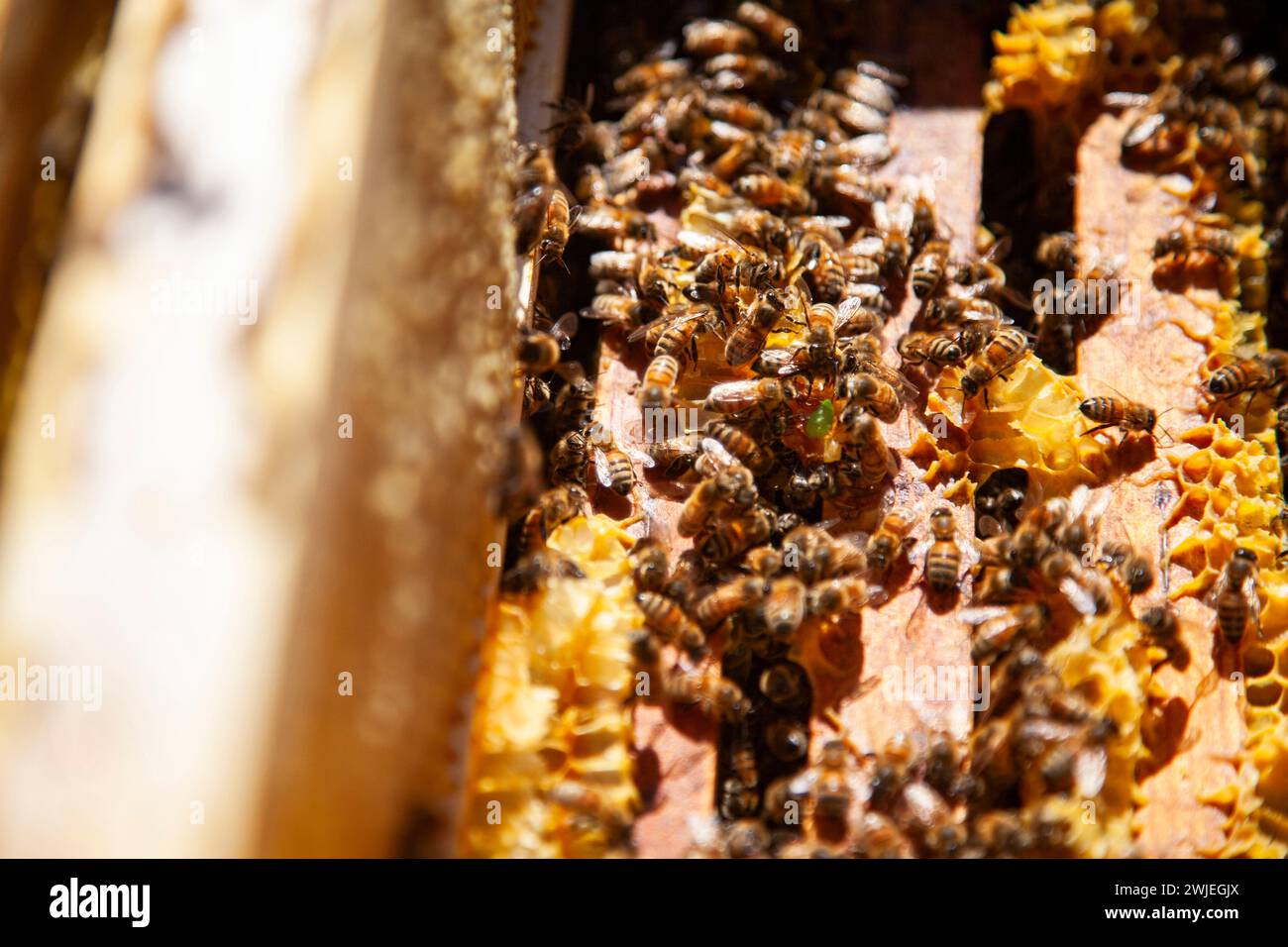 Beekeeping in Monetier-les-Bains, in the French-Alps: close-up of bees on the frames of an open hive Stock Photo