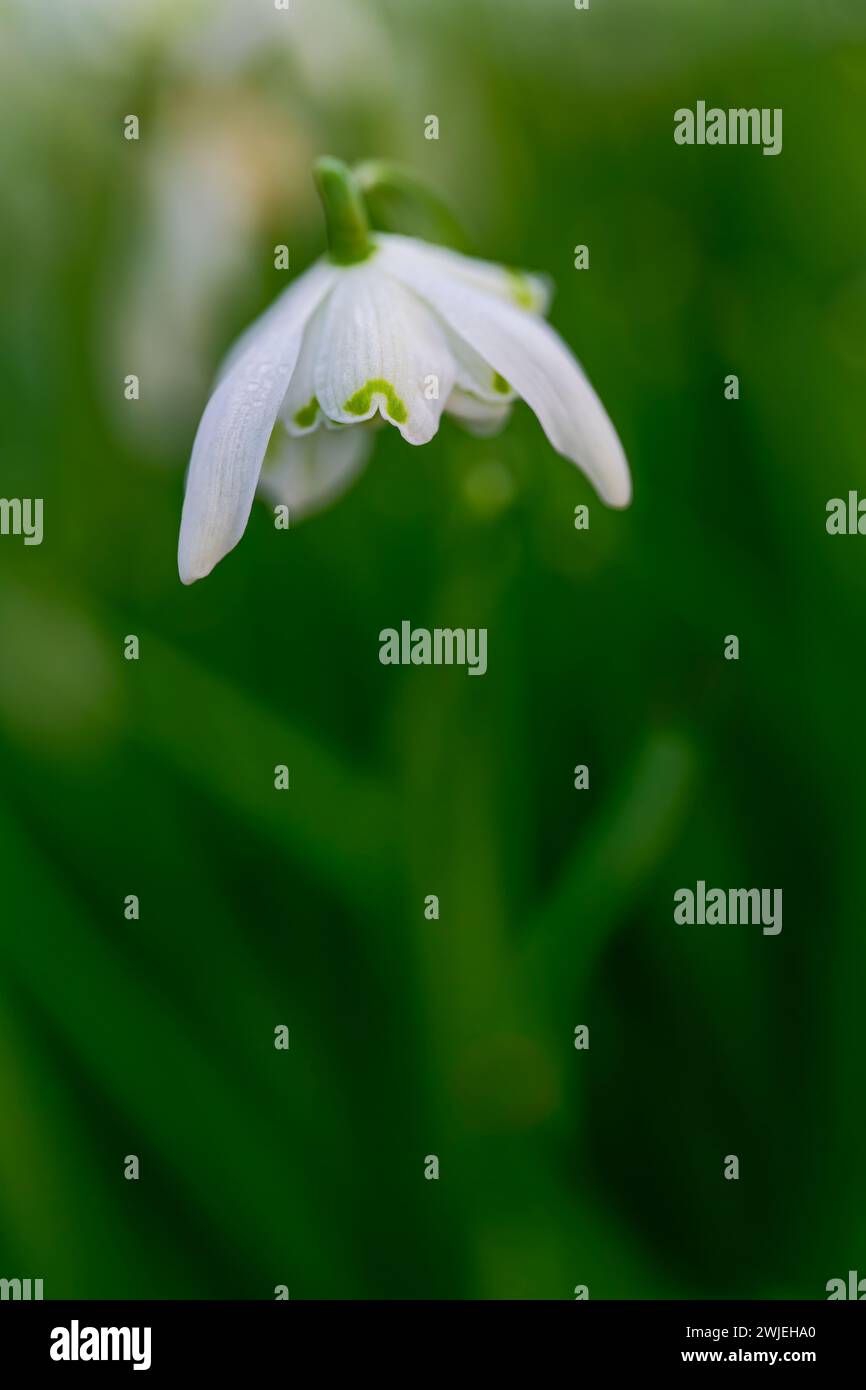 A close up of a single Snowdrop flower, (Galanthus nivalis) isolated against an out of focus background Stock Photo