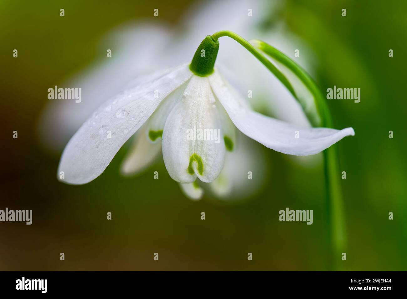 A close up of a single Snowdrop flower, (Galanthus nivalis) isolated against an out of focus background Stock Photo