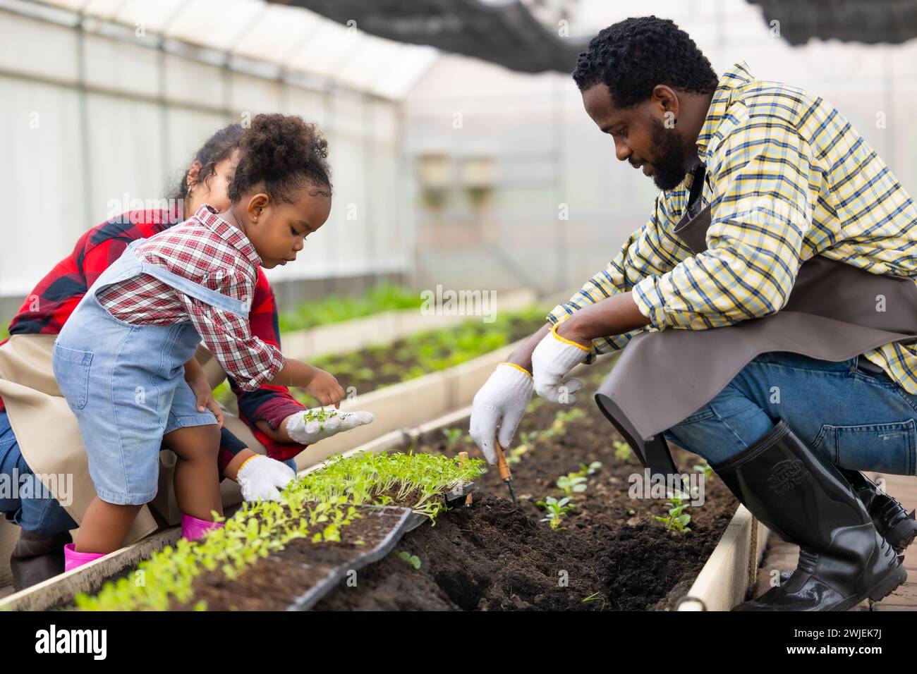 African black child play plant little tree gardening in agriculture farm with family. Children dad mom love nature oganic farming. Stock Photo