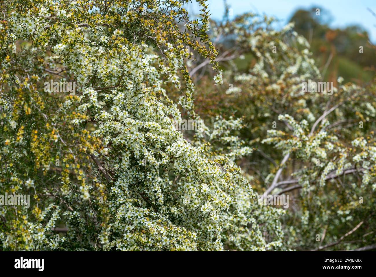 The white mass flowering Australian native shrub, Leptospermum polygalifolium, growing and flowering in spring time in New South Wales, Australia Stock Photo