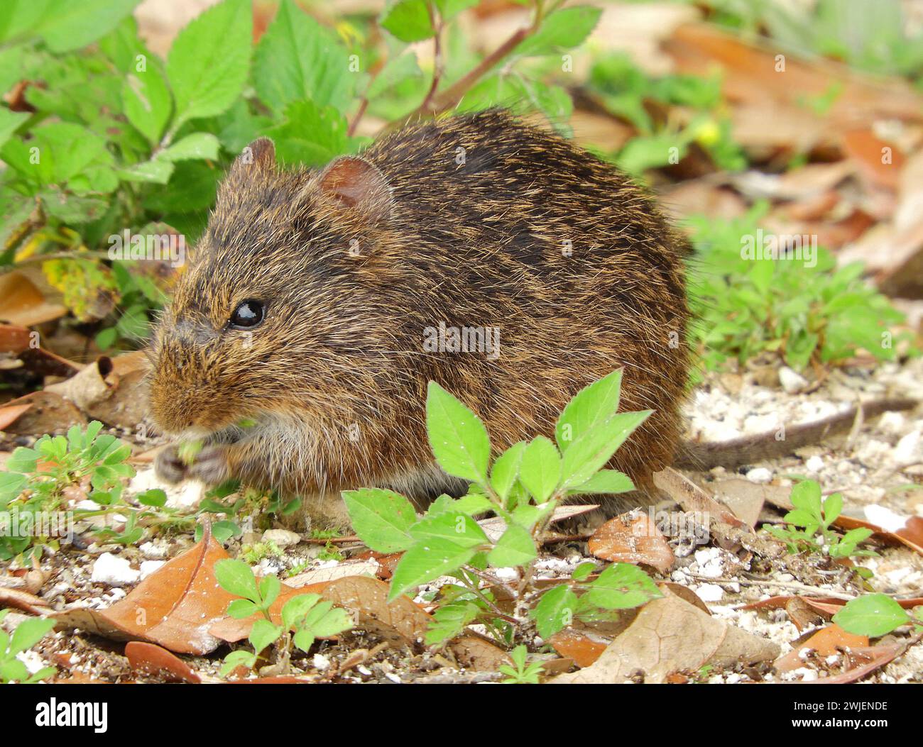 a cute cotton rat foraging in the woods near st. mark's lighthouse in ...