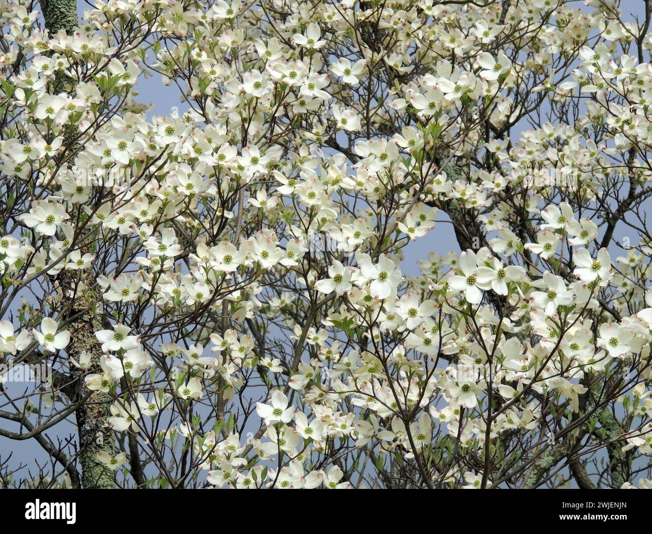 a  flowering white  dogwood tree on a sunny day  in spring in shenandoah national park, virginia Stock Photo