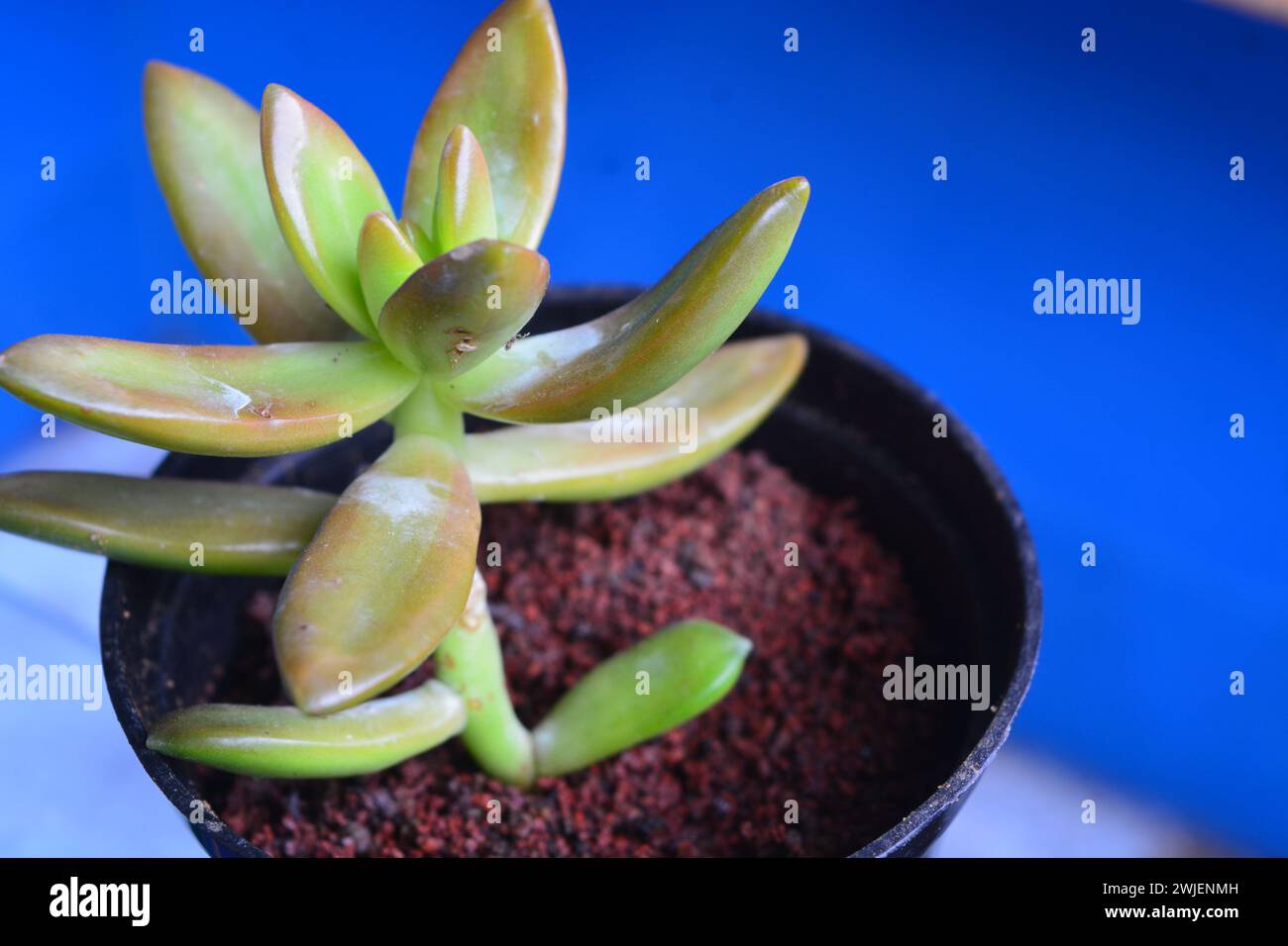 View of tropical plants from south east asia country Stock Photo - Alamy