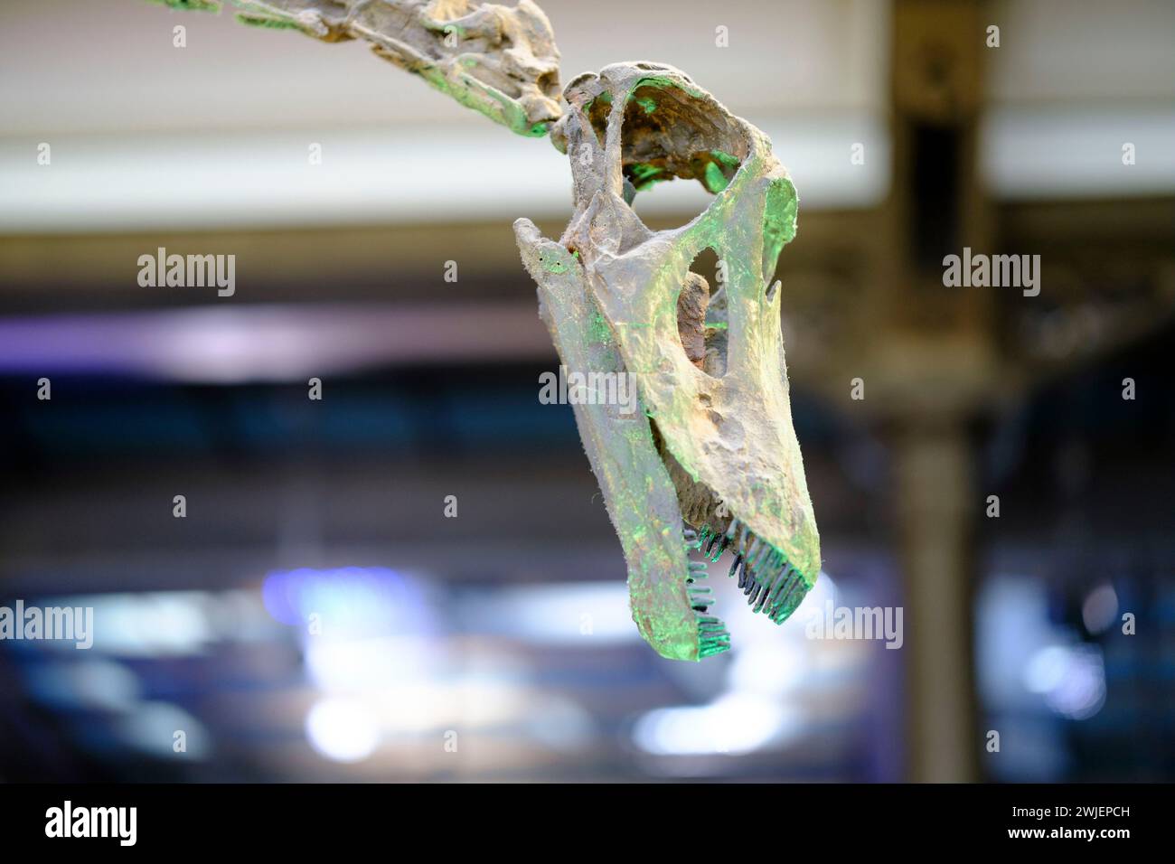 Belgium, Brussels: the Royal Belgian Institute of Natural Sciences. The Dinosaur Gallery. Skeleton of a Sauropoda Stock Photo