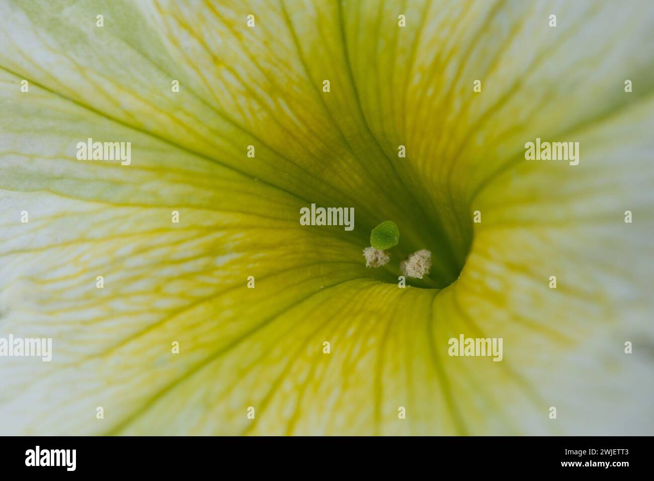macro photo of the inside of a wild white petunia flower Stock Photo