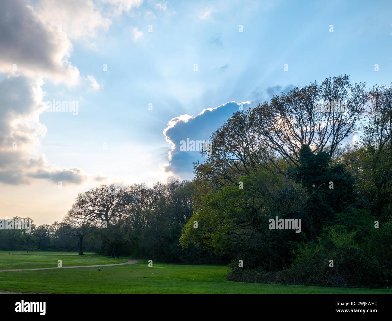 Green meadow trees hi-res stock photography and images - Alamy
