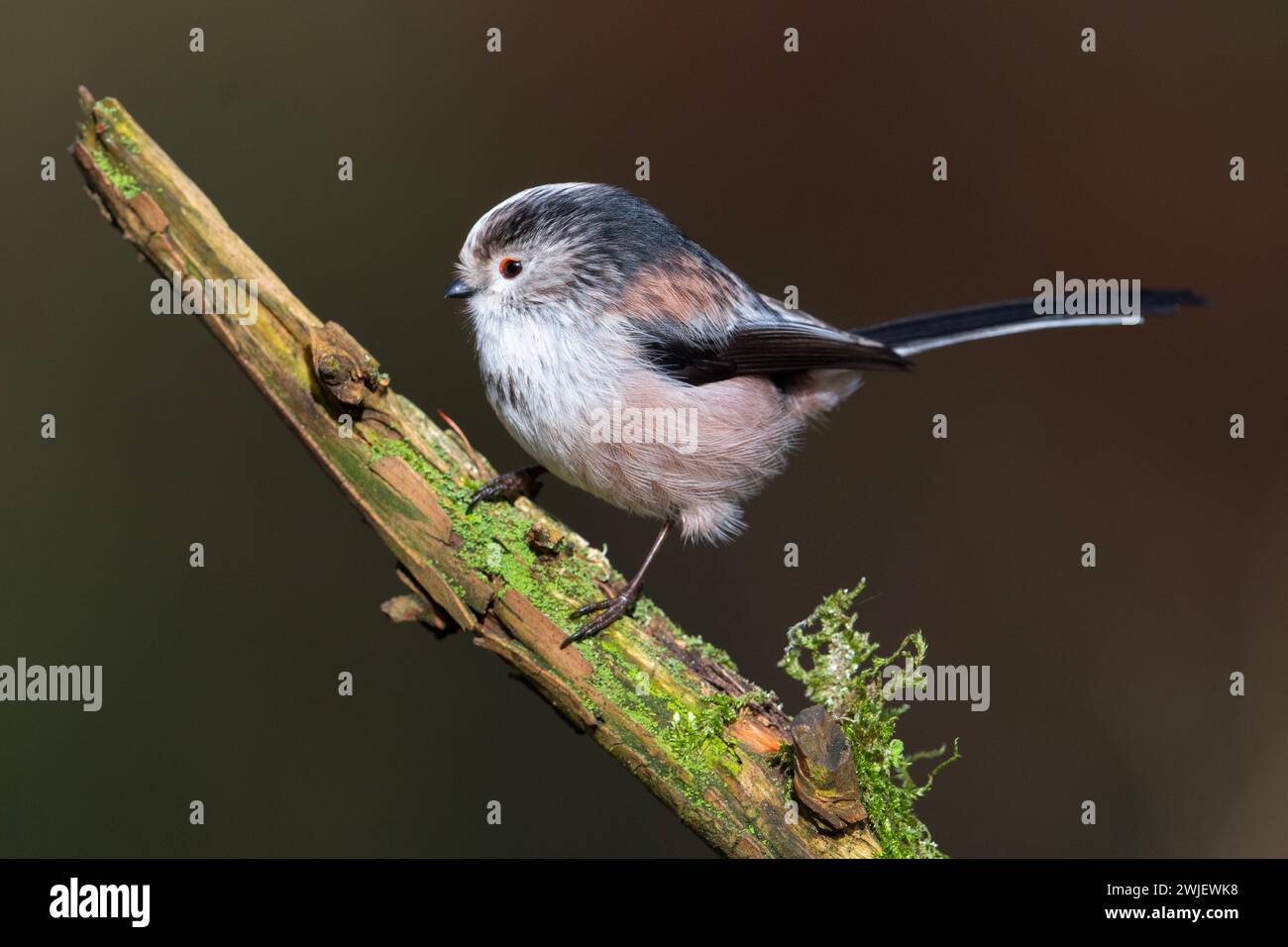 Long-Tailed Tit (Aegithalos caudatus) sat on a branch in a Yorkshire woodland. Stock Photo